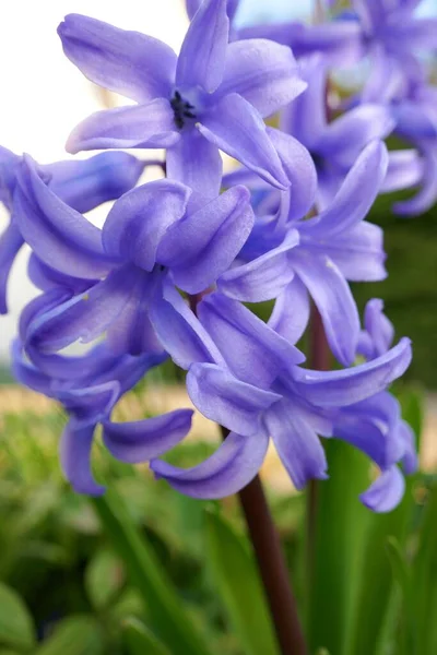 Hyacinth Flor Jacinto Púrpura Sol — Foto de Stock