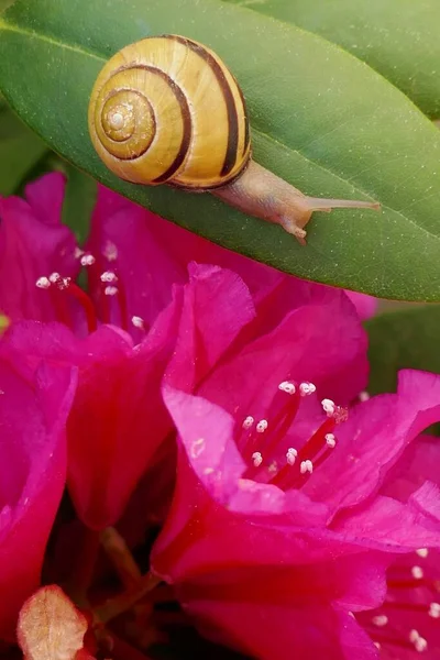 Caracol Flor Caracol Amarillo Sobre Rododendro Rosa Flor Sobre Fondo —  Fotos de Stock