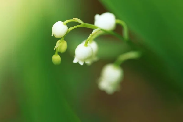 Lírio Vale Pode Florescer Flores Primavera — Fotografia de Stock