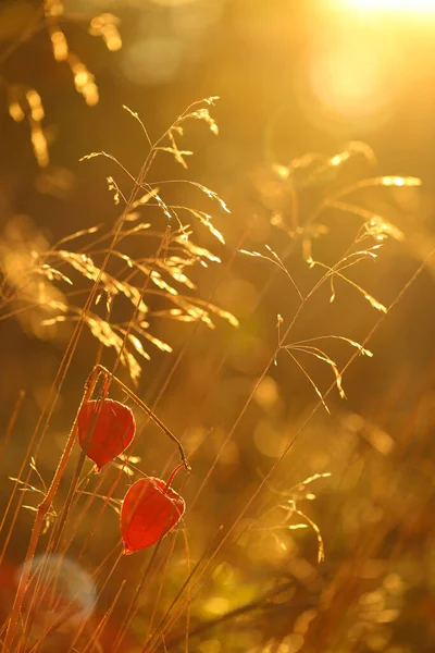 Herfst Fysalis Plant Het Veld Gras Zon Bij Dageraad — Stockfoto