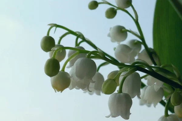 谷のユリが咲くかもしれません 春の花 — ストック写真
