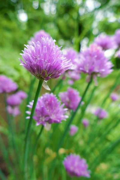 Allium Cebolas Roxas Decorativas Close — Fotografia de Stock