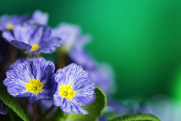 Fiori Primaverili Primula Azzurra Fondo Vegetale Verde — Foto Stock