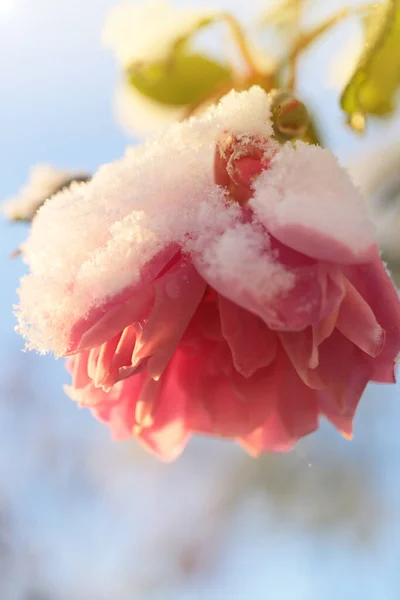 Rosas Cubiertas Nieve Cerca — Foto de Stock