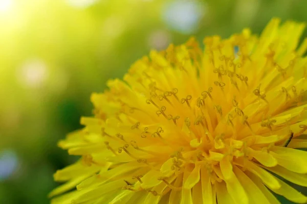 Flor Diente León Amarillo Macro Fondo — Foto de Stock