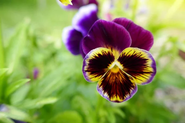 Viola Cornuta Pansies Pansy Μωβ Λουλούδι Στον Κήπο Στις Ακτίνες — Φωτογραφία Αρχείου