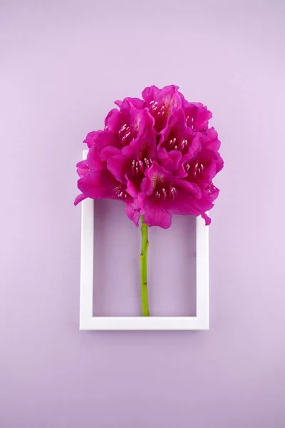 Flower card.purple rhododendron flowers
