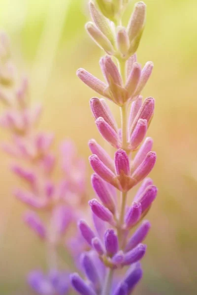 美しい花を間近で見る — ストック写真