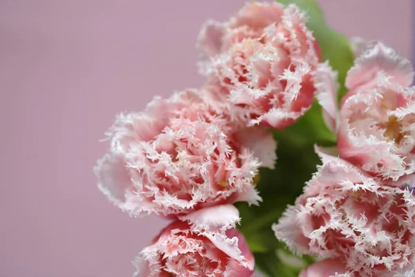 Tulpaner Blommor Blomsterkort Rosa Frottétulpaner Närbild — Stockfoto