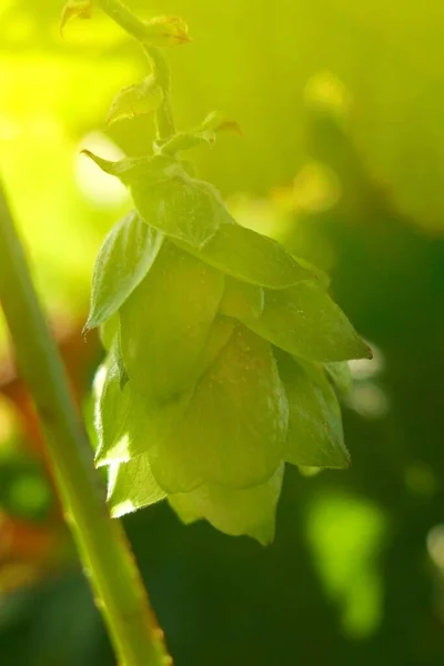 Hop Green Hopfenzapfen Auf Einem Verschwommenen Vegetativen Hintergrund — Stockfoto