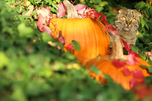 Hora Outono Gato Com Abóbora Hera Verde Luz Sol Halloween — Fotografia de Stock