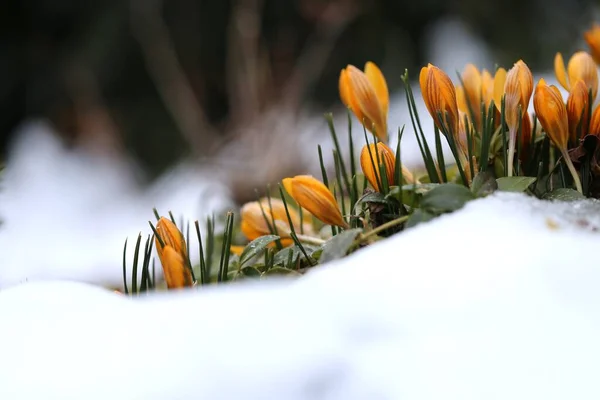 春の花 背景がぼやけて雪の下の黄色の群生 — ストック写真