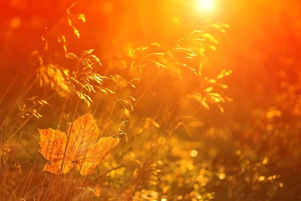 Herbst Hintergrund Blatt Feldgras Herbst Wald Sonnenlicht Bei Sonnenaufgang — Stockfoto