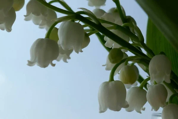 谷のユリが咲くかもしれません 春の花 — ストック写真