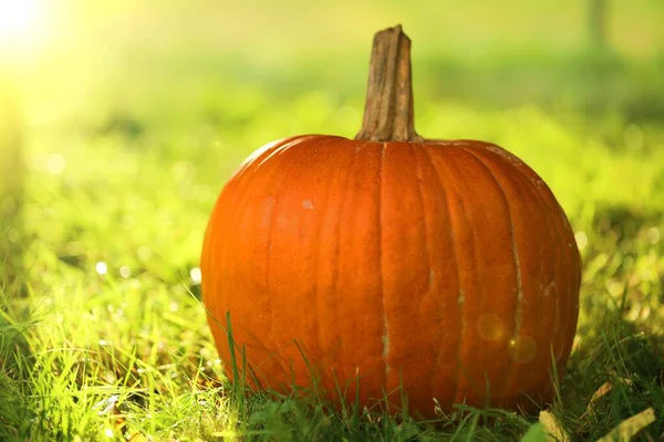 Sonbahar mevsimi. Sonbahar yapraklarında çimenlerin üzerinde portakal kabağı. Gün batımında.