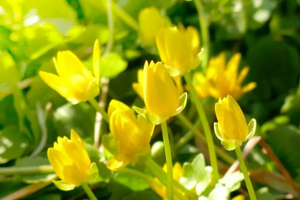 春の花 太陽の下での黄色い春の花の背景がぼやけています — ストック写真