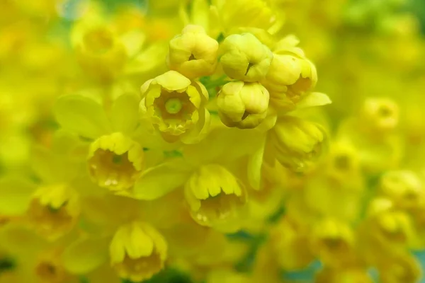 開花Mahonia Aquifolium 黄色の花Mahoniaの背景 — ストック写真