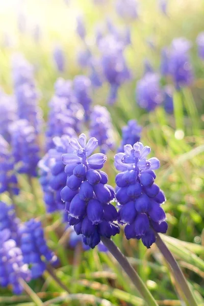 Spring flowers background. grape hyacinth flower