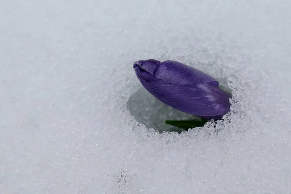 最初の春の花 雪の中で優しい紫色のクロッカスの花の芽 — ストック写真