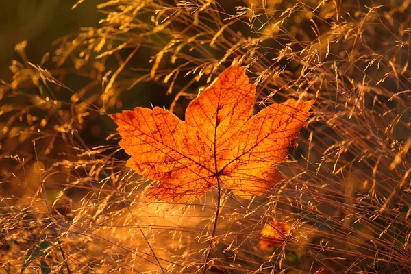 Fundo Outono Folha Campo Grama Floresta Outono Luz Sol Nascer — Fotografia de Stock