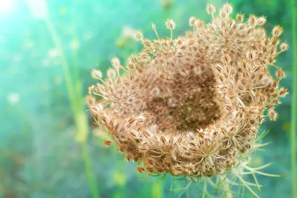 冷たい青ターコイズ色のトンの森の草 秋のハーブターコイズ植物 — ストック写真