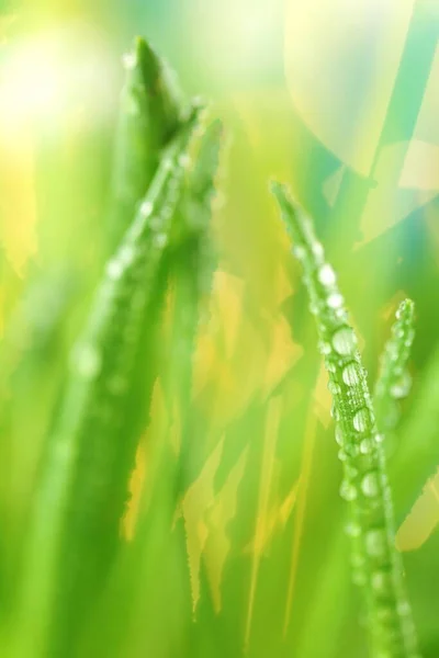 緑の芝生の上で水のマクロのドロップ 緑の草のクローズアップ — ストック写真