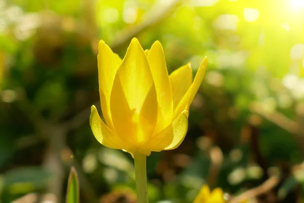 Весняні Квіти Жовта Весна Квітка Сонці Розмитому Квітковому Тлі — стокове фото