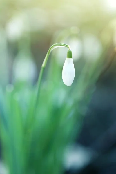Śnieżynka Galantus Kwiat Pąk Rozmytym Zielonym Tle Niebieski — Zdjęcie stockowe