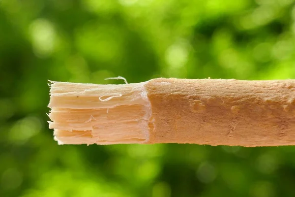 Miswak Natuurlijke Tandenborstel Close — Stockfoto