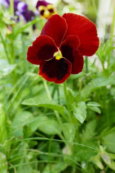 Viola Cornuta Pansies Pansy Μωβ Λουλούδι Στον Κήπο Στις Ακτίνες — Φωτογραφία Αρχείου