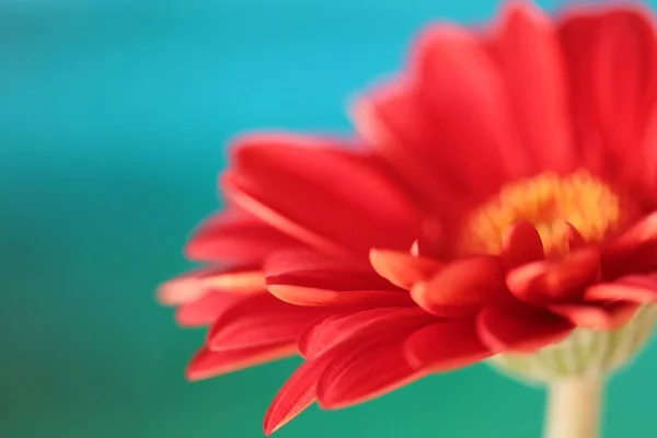 Red Gerbera Flower Close View — Stock Photo, Image