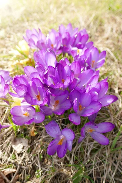 Spring Flowers Blue Bell Flower Blurred Green Background — Stock Photo, Image