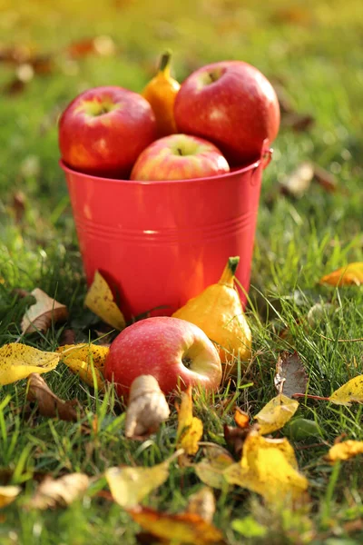 Осенние Фрукты Осенний Урожай Яблоки Розовом Ведре Газоне Желтыми Листьями — стоковое фото