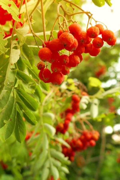 Red Currant Berries Close View — Stock Photo, Image
