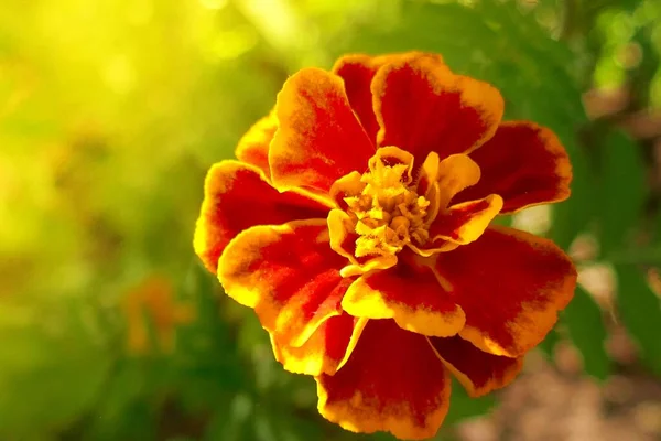 Hermosa Flor Naranja Cerca — Foto de Stock