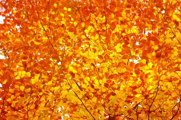 Autumn Maple Yellow Leaves Autumn Nature Background — Stock Photo, Image
