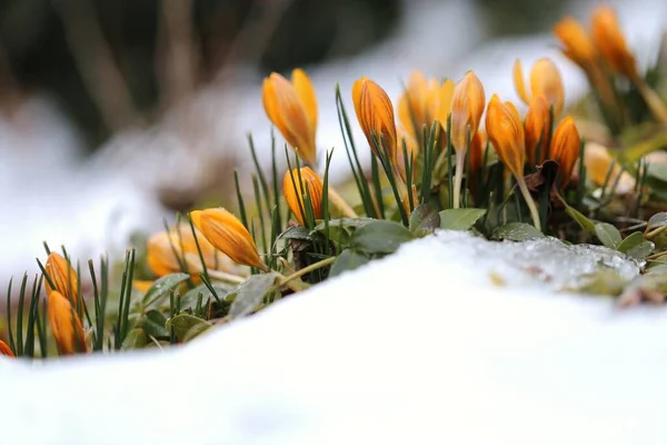 Spring flowers.yellow crocus under the snow on a blurred background
