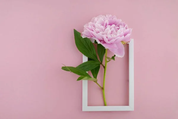 Flower card. Pink terry peony with leaves background