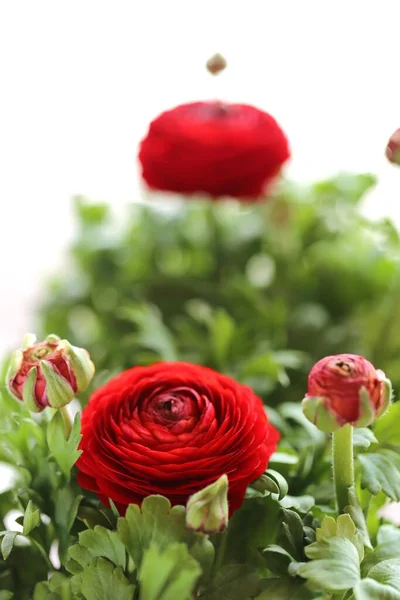 Red Roses Close View — Stock Photo, Image