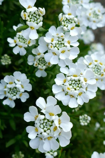 Iberis Flower Spring Flores Brancas Fundo Macro — Fotografia de Stock