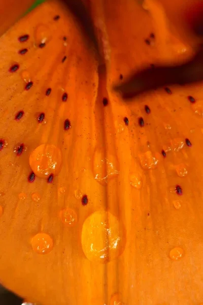 Квітка Лілії Макро Пелюстка Апельсинової Лілії Краплями Води — стокове фото