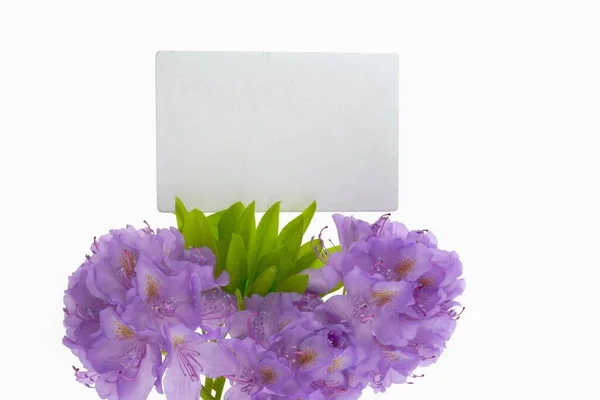 花カード紫色のシャクナゲの花 — ストック写真