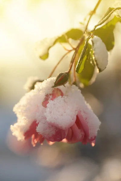 雪に覆われた景色を間近で見ることができる — ストック写真