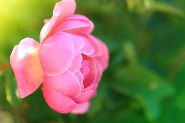 Rose Flower Pink Tender Rose Close Sun Garden — Stock Photo, Image
