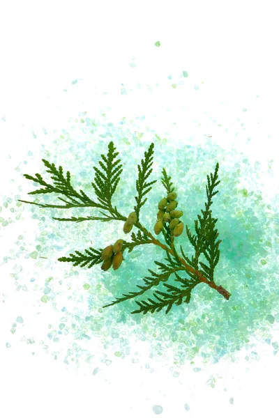 Illustration Christmas Tree Branch — Stock Photo, Image