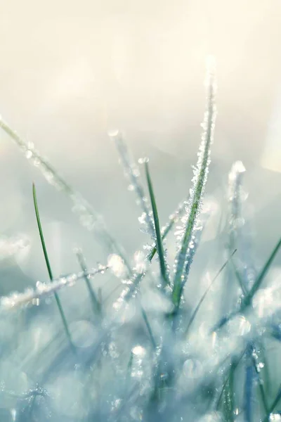 霜の草 朝日の草の上の霜 冬の植物の背景 — ストック写真