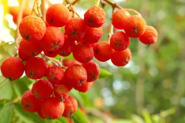 Kırmızı üzümlü üzümler manzarayı kapatın.