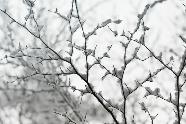 Hora Inverno Ramos Neve Luz Suave Inverno Fundo Natureza — Fotografia de Stock