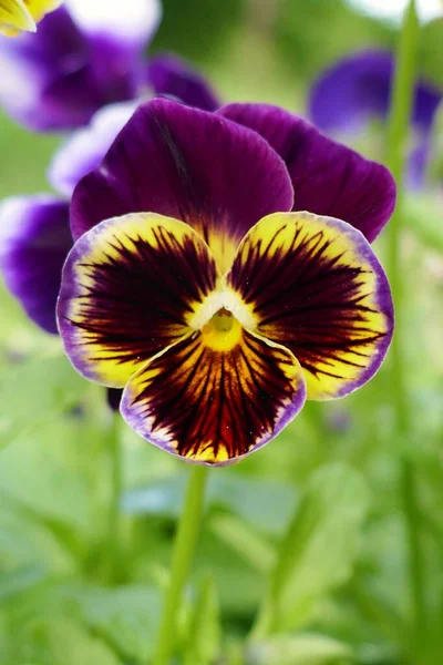 Viola Cornuta Pansies Maceška Fialový Květ Zahradě Paprscích Slunce — Stock fotografie