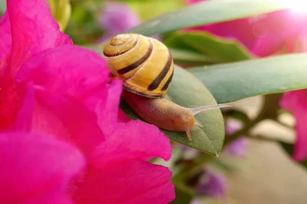 Snail Flower Yellow Snail Blooming Pink Rhododendron Blurred Floral Background — Stock Photo, Image